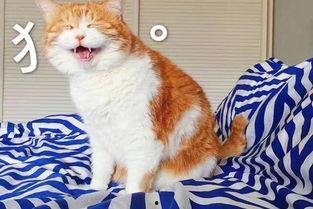 娱乐吃瓜酱猫糊糊,揭秘“酱猫糊糊”背后的故事