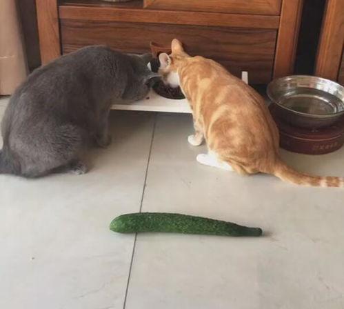娱乐吃猫瓜,揭秘“吃猫瓜”背后的故事与真相