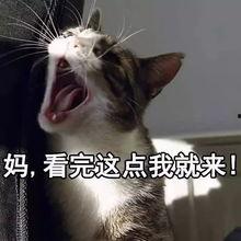 娱乐吃瓜酱猫妈,揭秘娱乐圈背后的温馨故事