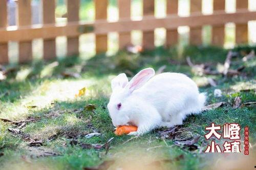 娱乐吃瓜小兔兔,小兔兔的吃瓜日常