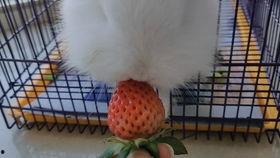 娱乐吃瓜小兔兔